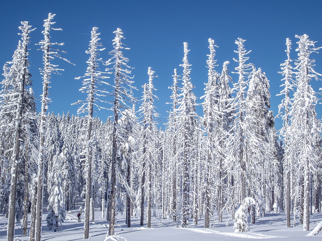 Hřeben Šumavy v době, kdy byl ještě plný vzrostlých smrků