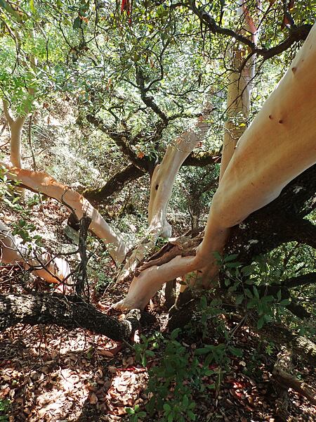 Albánie, Expedice Neuron Atmos 2024 - planika u Atmosu (může dosahovat i výšky 4-6 m)