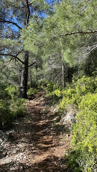 Hodně úseků na Lýkijské stezce vede ve stínu borovic, což nabízí blahodárný stín