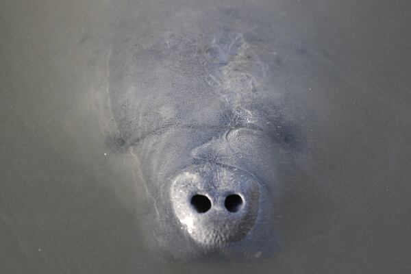 prednaska-na-floridu-za-zviraty