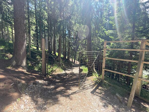 Trasa vede srkz přezimovací oboru pro vysokou zvěř, takže tudy vstup