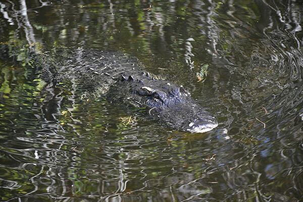 prednaska-na-floridu-za-zviraty