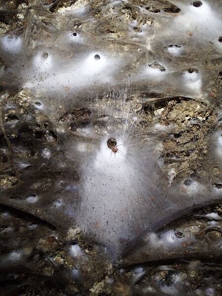 Jednu ze stěn Sulfuru obsadila kolonie pavouků pokoutníků. Až deset centimetrů silnou síť pavučin o rozloze 100 m2 obývá kolem 70 000 jedinců.