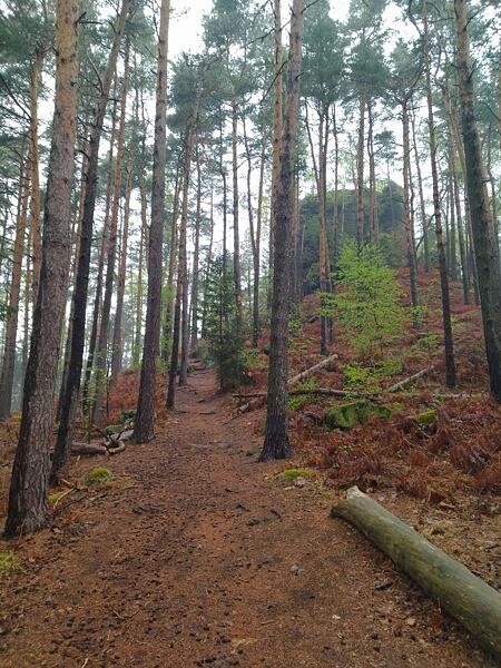 Lesní stezka Labské pískovce: „krátká“ dálková trasa 100 km