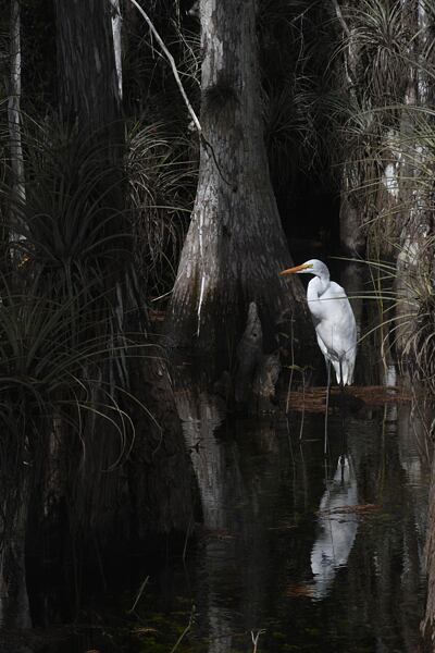 prednaska-na-floridu-za-zviraty