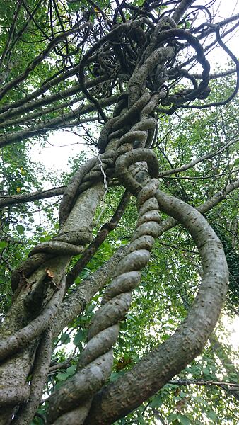 Albánie, Expedice Neuron Atmos 2024 - liána u řeky Sarandoporo