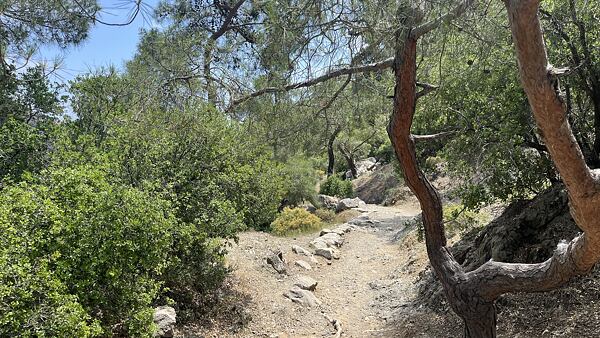 Hodně úseků lemují buď borovice nebo olivovníky