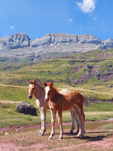 Koně i krávy během treku na G11 určitě budete potkávat