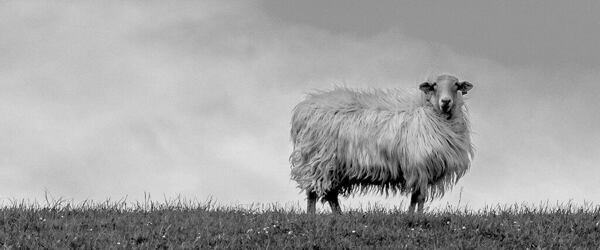 Baskická ovce plemene latxa, z jejíž vlny Ternua vyrábí přírodní izolační materiál Artileshell