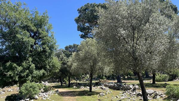 Olivovníky na Lýkijské stezce jsou skutečně impozantní