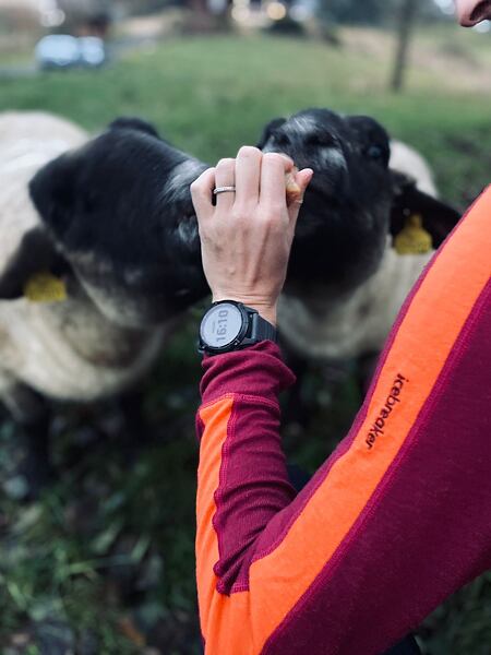 Icebreaker merino - Testováno přímo u oveček, a prý dobrá volba