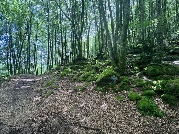 Sice bez výhledů, ale v malebném lese a po krásně širokých běhatelných cestách