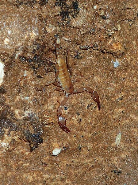 ) Při biologickém výzkumu byl v jeskyni Sulfur objeven i endemický štír pojmenovaný Euscorpius sulfur