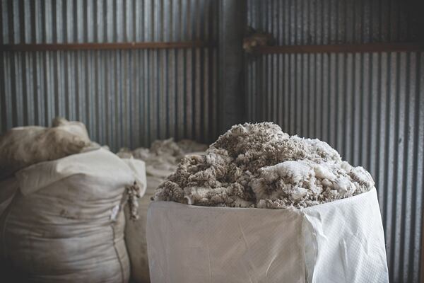 vlna z plemene ovcí merino je mohem slabší a jemnější než běžné ovce domácí